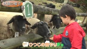 えさをやっている様子