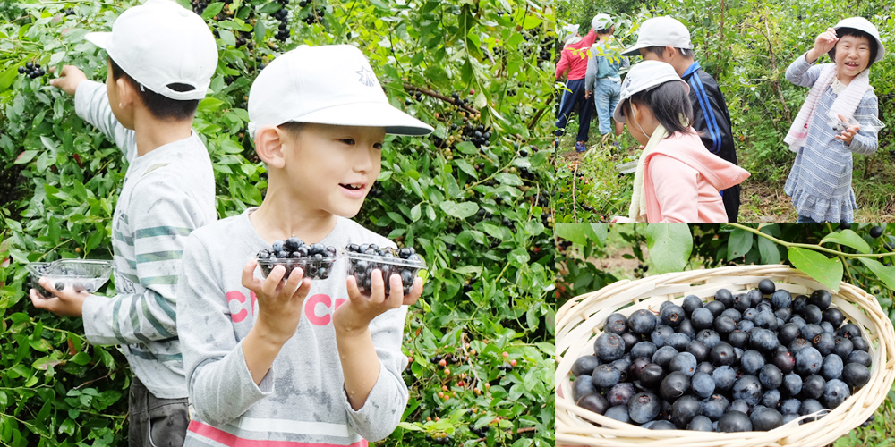 あきのブルーベリークラブで楽しくブルーベリー狩りをする子供たち
