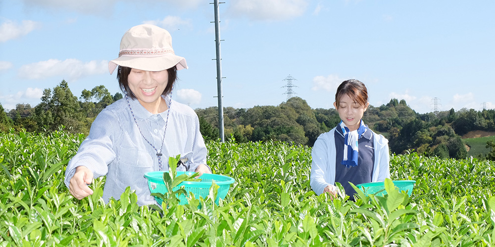 ロマントピア月ヶ瀬で茶摘み体験