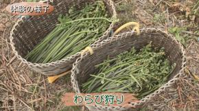 収穫したわらび