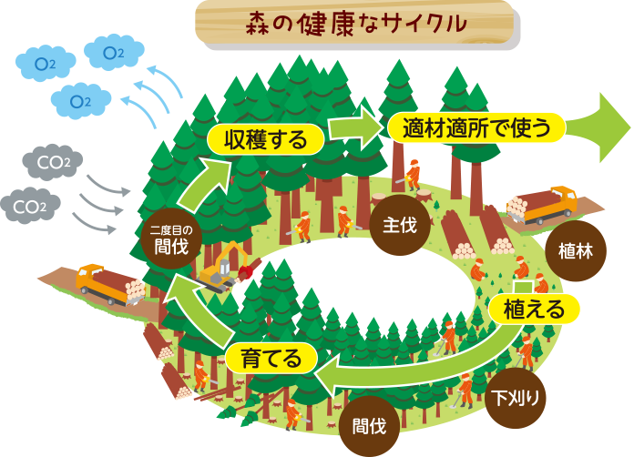 森の健康なサイクル