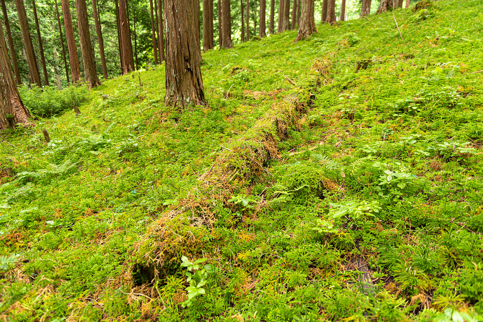 森林を次の世代につないでいくために