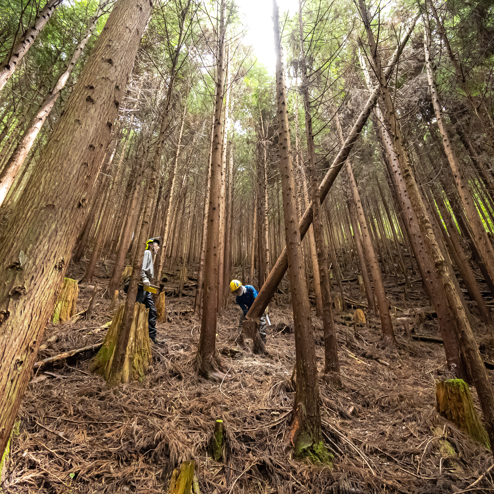 人の手により管理されている人工林