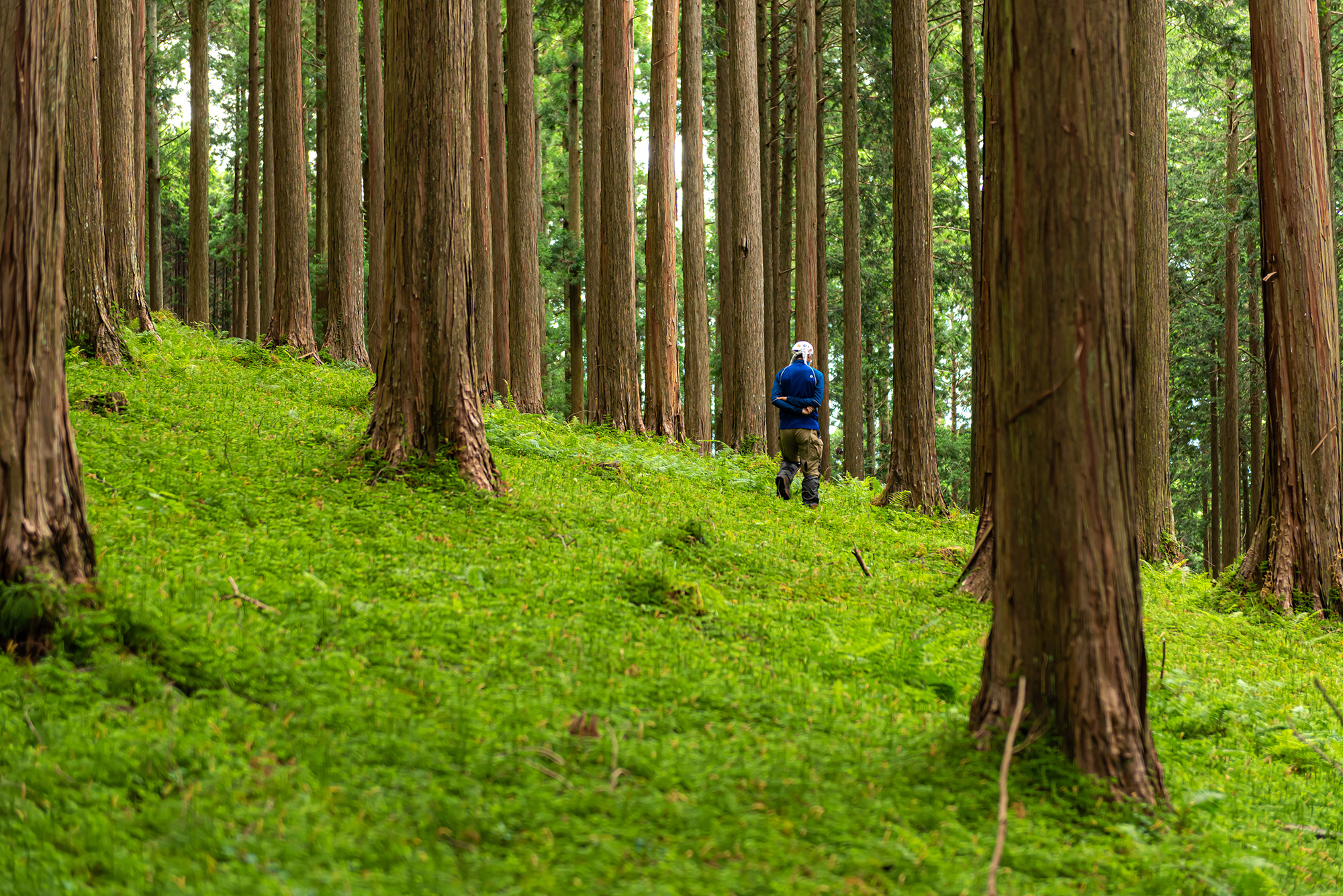 奈良の木と森の教室