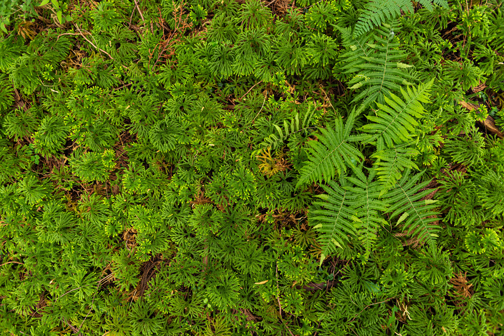 奈良の木と森の教室