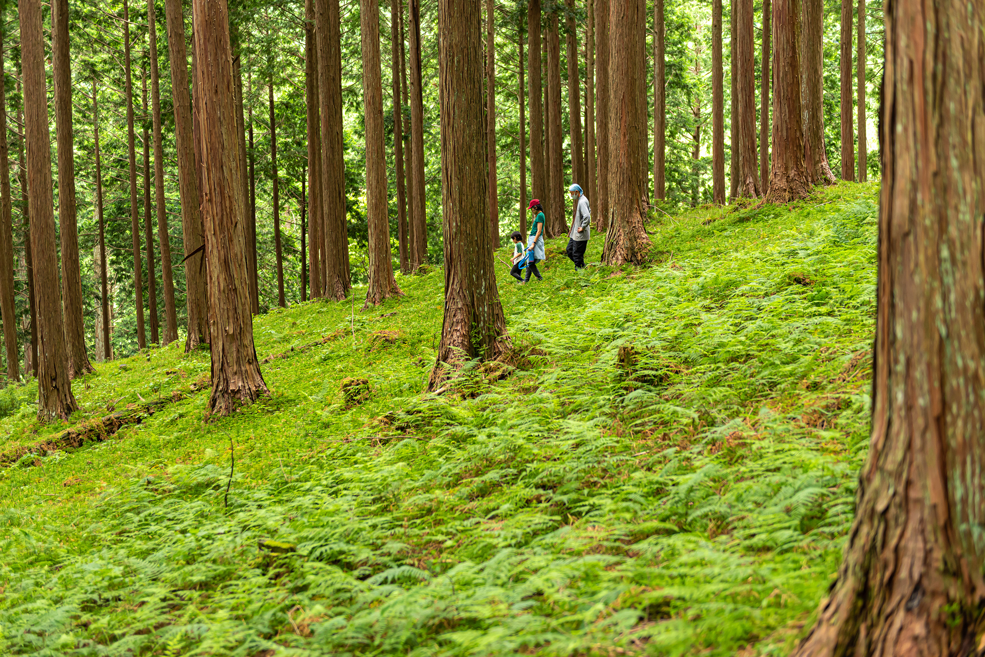 奈良の木と森の教室