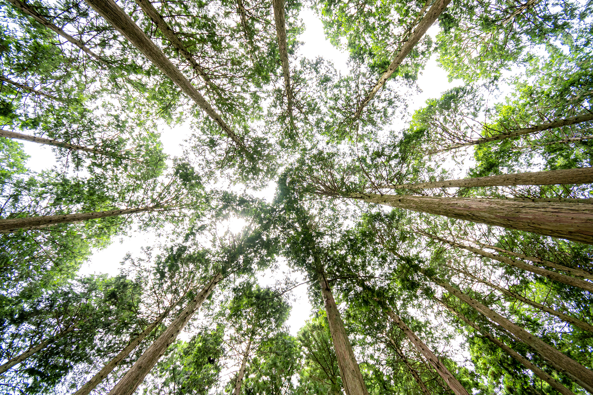 奈良の木と森の教室