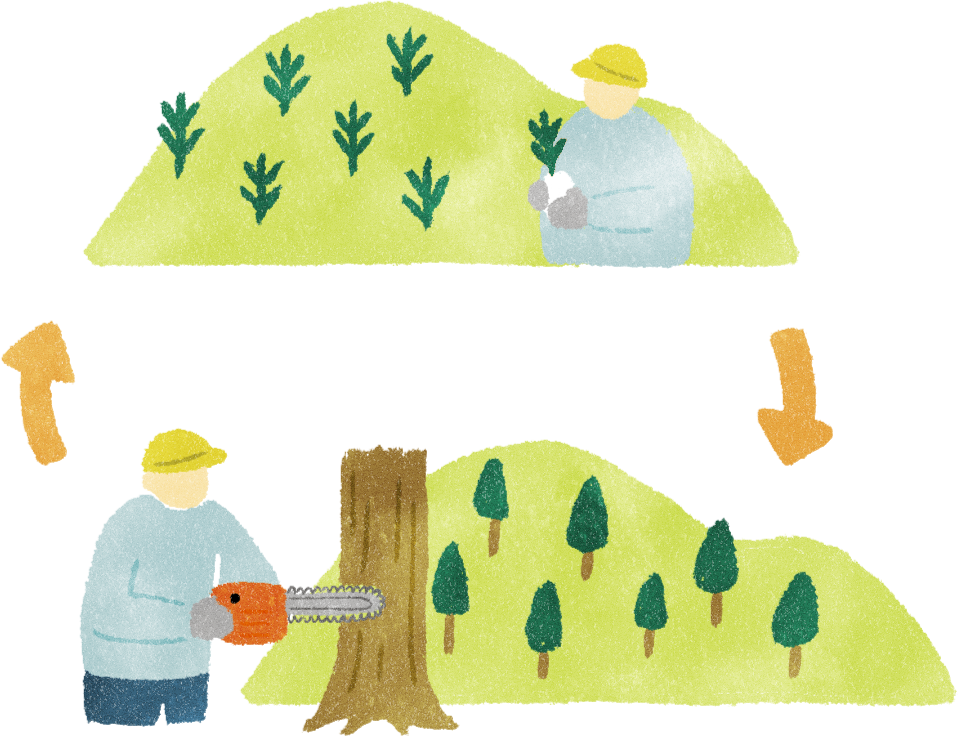 伐っては植えて再生産ができる