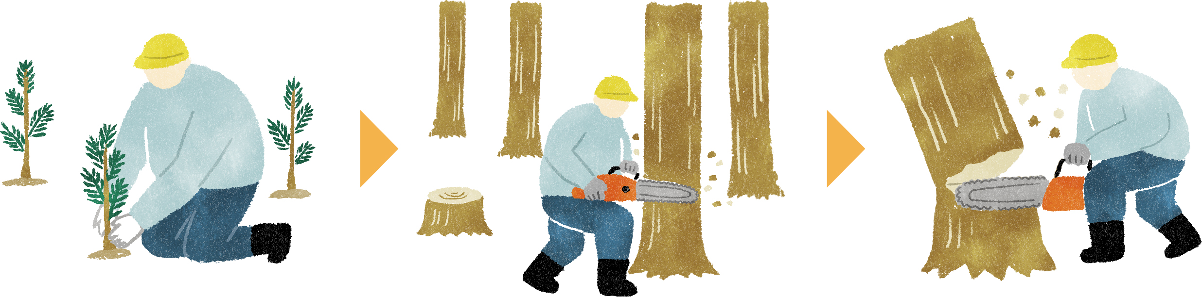 長い時間と手間をかけて木材となる木を育てます