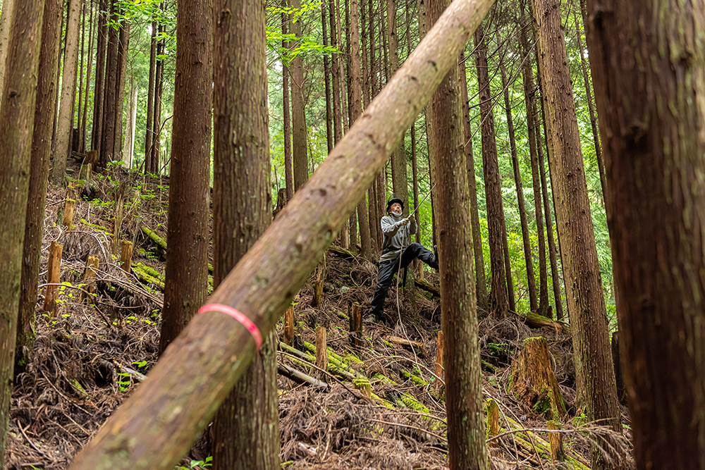 人の手によって適切に管理される森林