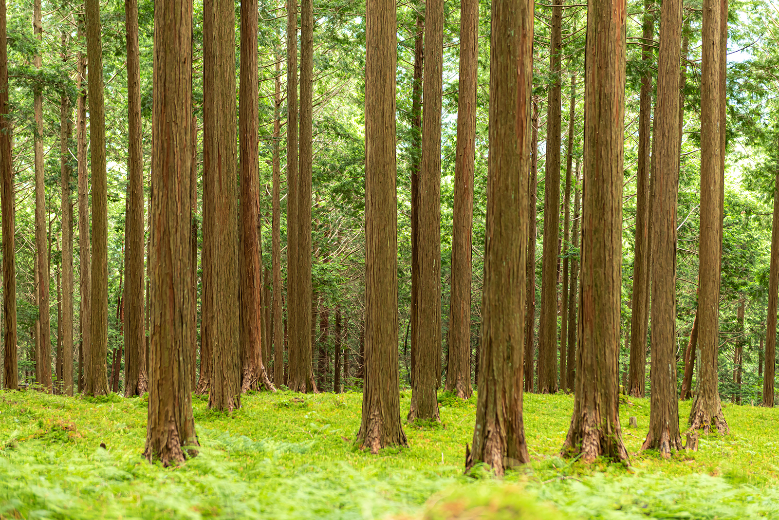 4機能が発揮される森林