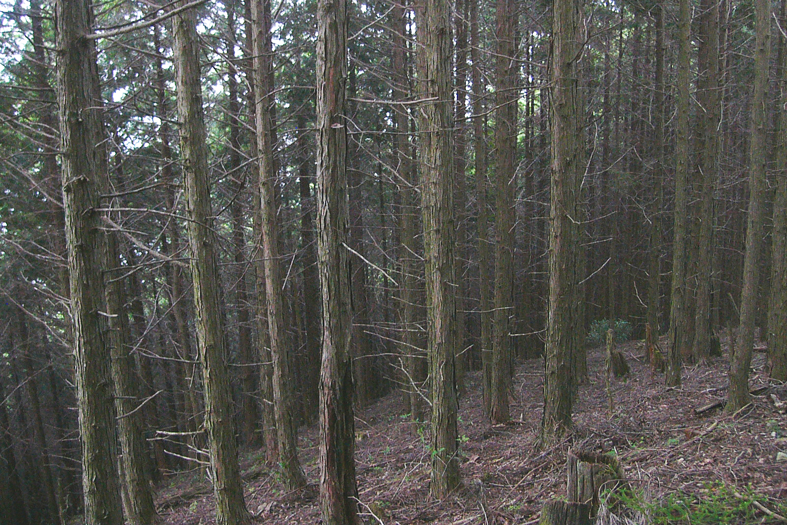 4機能が発揮されない森林