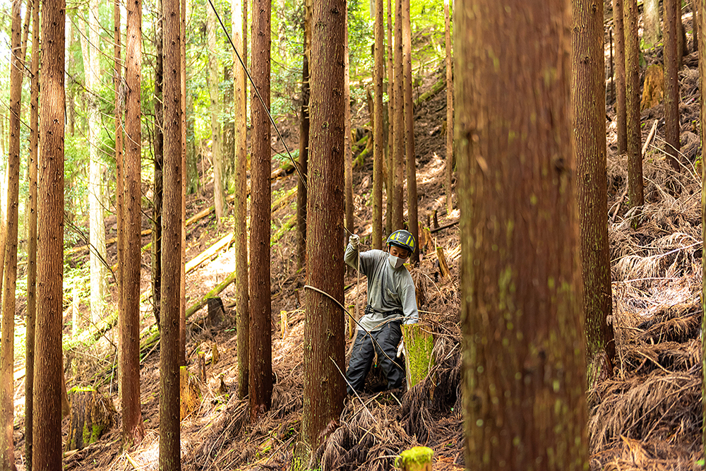 人の手によって適切に管理される森林