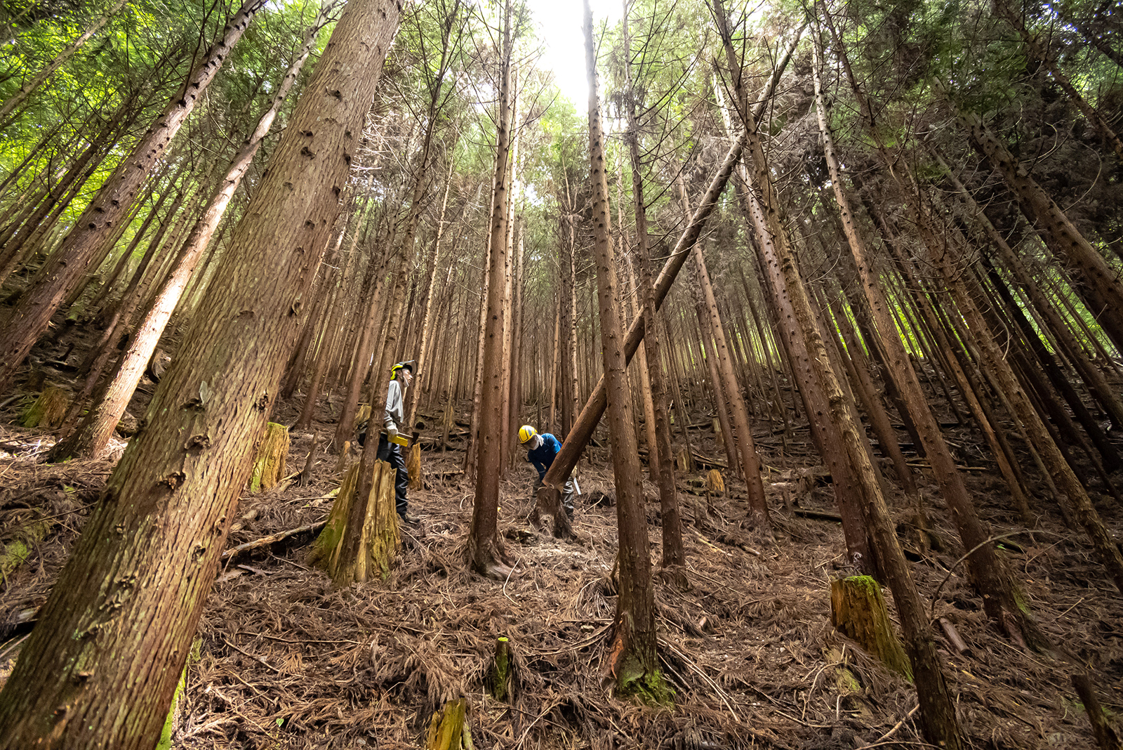 少しずつ木を収穫する「択伐」