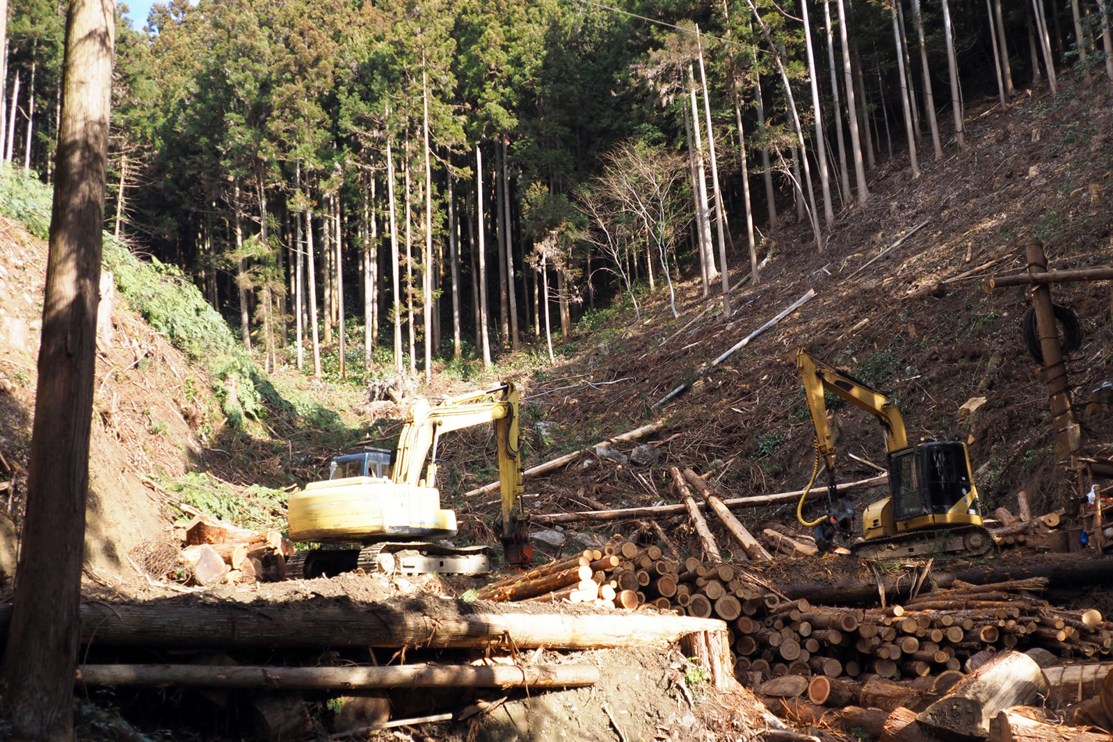 一度に全て収穫する「皆伐」