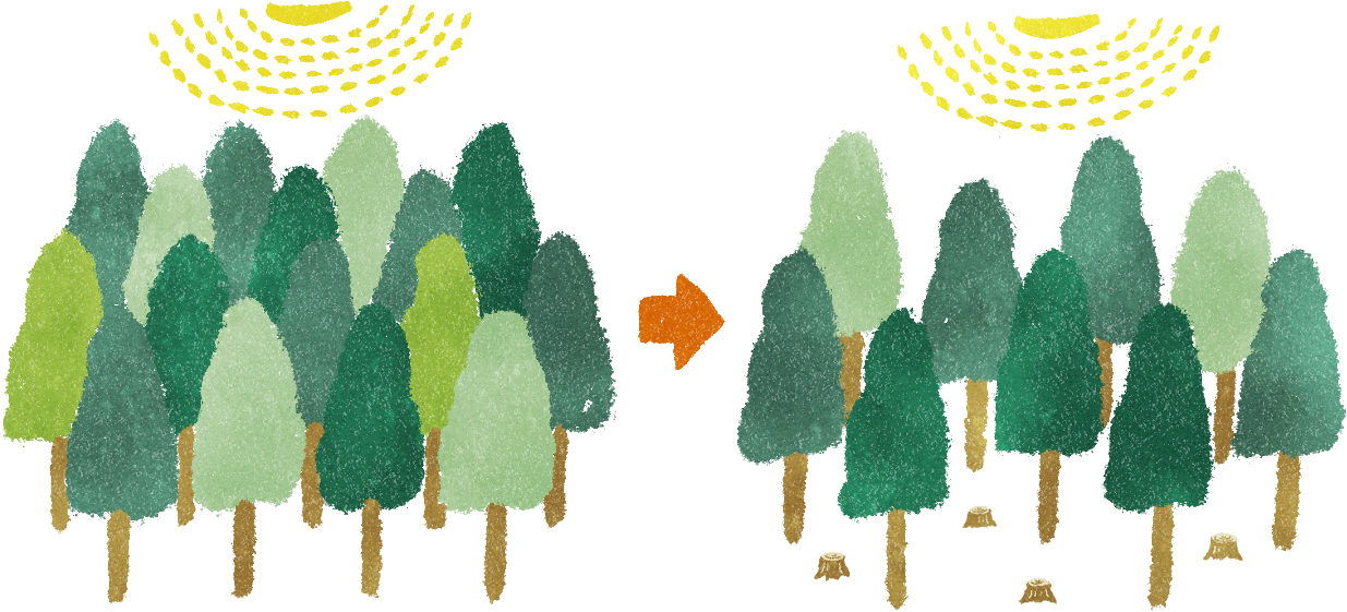 吉野林業の育成方法