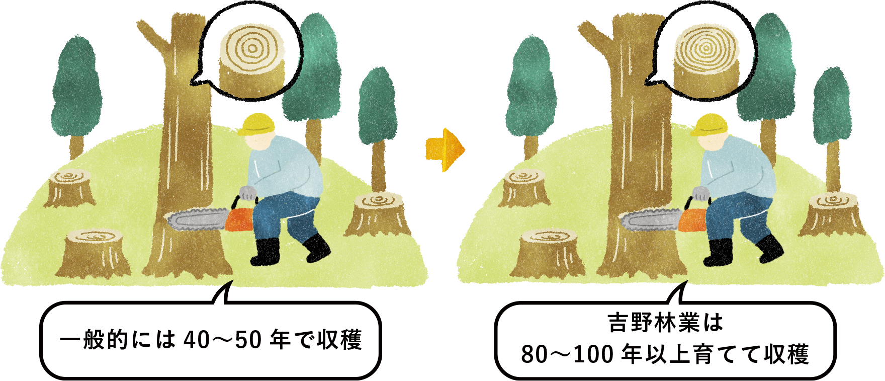 吉野林業の育成方法